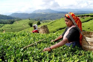 Tea in sri lanka சிதைக்கப்படும் செறிவுகள் - துரைசாமி நடராஜா